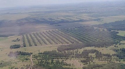 Деревья ценных пород намерены высадить в зеленом поясе Астаны