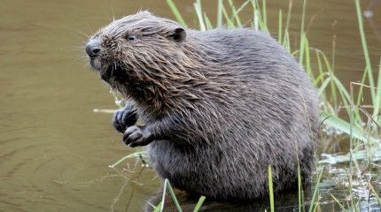 Жительница Германии попала в больницу с укусом бобра