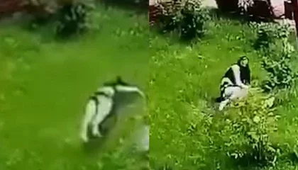 Девушка выпала с 13 этажа и осталась жива (ВИДЕО)