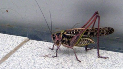 Атырау облысында шегіртке қаптады