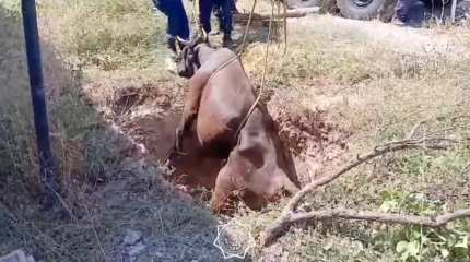 Упавшую в яму корову пришлось доставать спасателям в Шымкенте