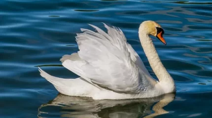 Атырауда аққу мен үйрек, қарға өліп жатыр