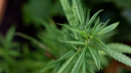 Жыл басынан бері 31 есірткі зертханасы жойылды