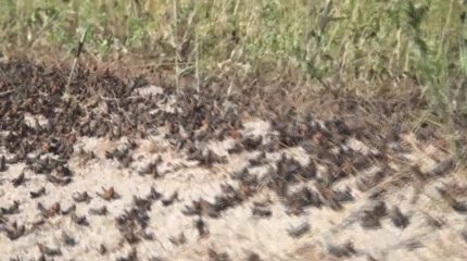 Более 8 млрд бюджетных тенге "съела" саранча