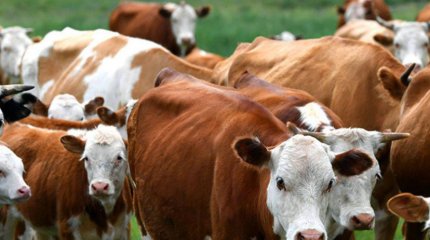 Новые правила субсидирования племенного животноводства разработали в Казахстане