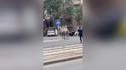 Погоня полицейских за верблюдом в Павлодаре: владелец животного заплатит штраф