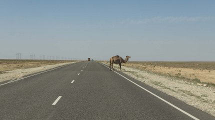 Ақмола облысында жеңіл көлік түйеге соғылып, бір адам көз жұмды