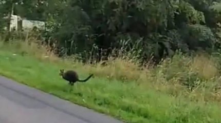 Дикого кенгуру ищут в Германии