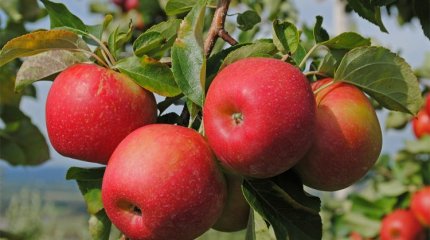 У апорта появится национальный стандарт