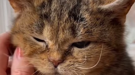 Звезда соцсетей - карликовый кот Фрэнсис умер в Германии