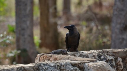 Три женщины умерли при загадочных обстоятельствах в собственной квартире