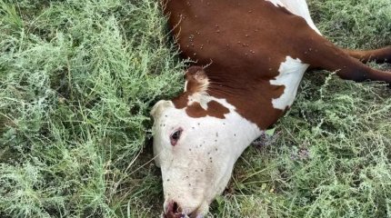 Ақтөбеде шаруашылық аумағында 18 бас мал өлді