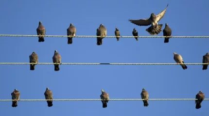 Птицы оставили половину Костаная без света