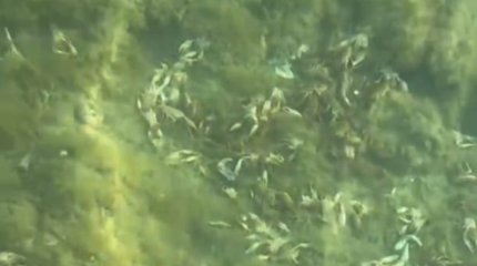 Массовую гибель раков заметили казахстанцы в Каспийском море