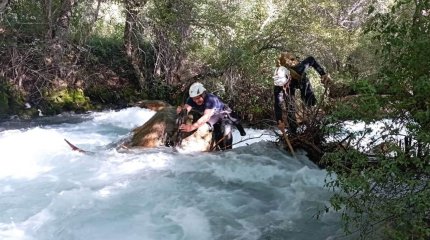 Түркістанда селфи жасаймын деп суға ағып кеткен 16 жастағы қыздың денесі табылды