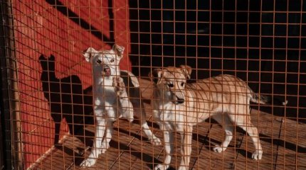 СҚО-да биыл ит-мысық иелеріне 5,3 млн теңге айыппұл салынған