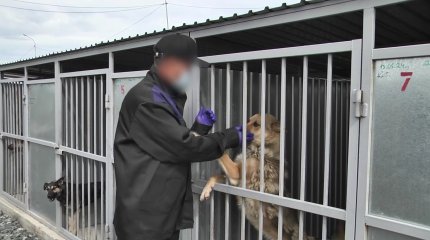 Осуждённый за смертельное ДТП ухаживает за собаками в приюте