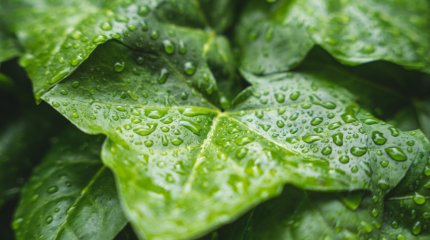 Дождливые выходные ожидаются в Казахстане