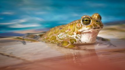 «Не могу спокойно спать»: лягушки атаковали Атыраускую область