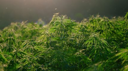 Таиланд возвращает каннабис в список наркотических веществ