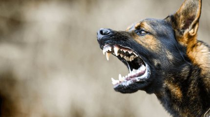 Қарағандыда бес жасар сәбиді ит талап тастады