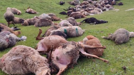 Разряд молнии убил 250 овец в Кыргызстане