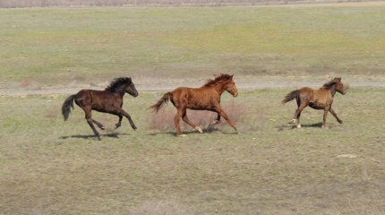 Президент подписал закон о сохранении казахских пород лошадей