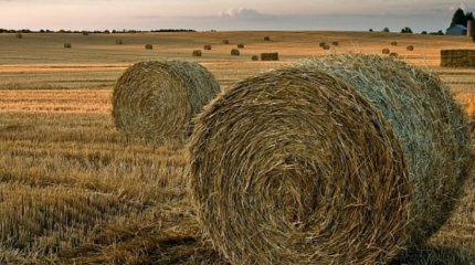 Ақтөбе облысында малдың улануы расталды