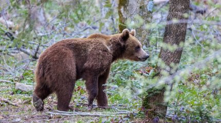 Жителей Серебрянскa напугали медведи