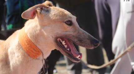 Агрессивті ит: Павлодарда үй жануарының иесі жауапқа тартылды