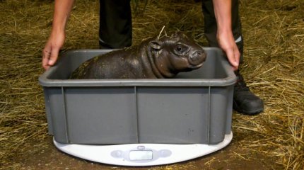 Купальщика бегемота ищут в зоопарке Берлина