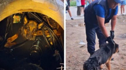 Ақтөбеде екі метрлік құдыққа түсіп кеткен ит құтқарылды