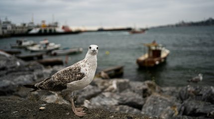 Международный день Каспия отмечается сегодня