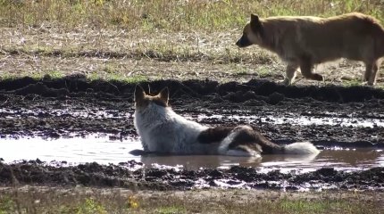 «Будет катастрофа»: бродячие собаки истребляют домашний скот в СКО