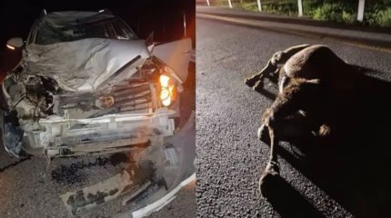 Қостанай облысында түйе жол апатына себеп болды