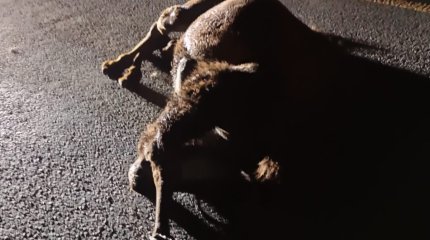 Костанайца наказали за аварию с верблюдами