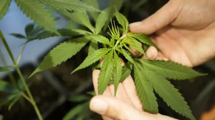 Балқаш көлінің маңынан үш тоннаға жуық қарасора табылды