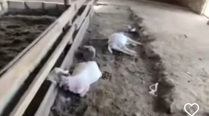 Мұнайлыда қаңғыбас иттер асыл тұқымды ешкілерді қырып кеткен