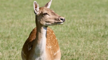 Мужчину осудили за продажу туш сайги