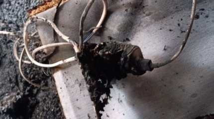 Зарядка сотового телефона замкнула и привела к пожару в Петропавловске