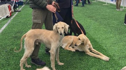 Казахстанские ученые создали базу данных древних пород собак