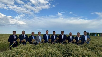 Уборку риса начали в Кызылординской области