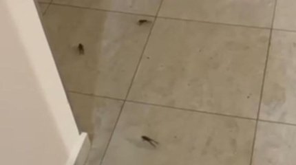 Астанадағы тұрғын үй кешендерінің бірін құрбақалар басып алды