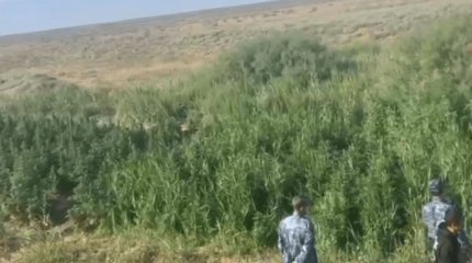 10 жыл ішінде 230 тоннадан астам каннабис тобының есірткілері жойылды