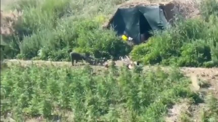 Более 230 тонн каннабиса ликвидировали казахстанские полицейские за 10 лет