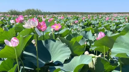 Долина лотосов: как добраться до чудесного уголка Атырауской области