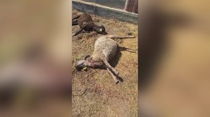 Ақмола облысында қорадағы малды жабайы иттер қырып кетті