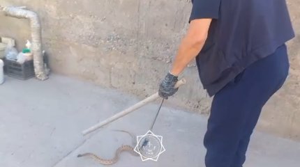 Змей нашли в домах Астаны и Шымкента