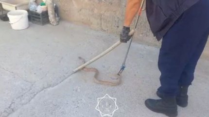 Астана мен Шымкентте үй ауласындағы жыландар тұрғындарды шошытты