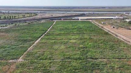 Вопреки ЧС аграрии из Атырау продолжают посевную и собирают урожай